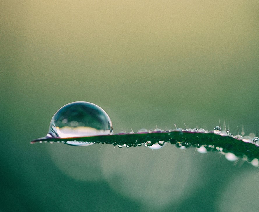 A drop of water on the tip of a grass leaf