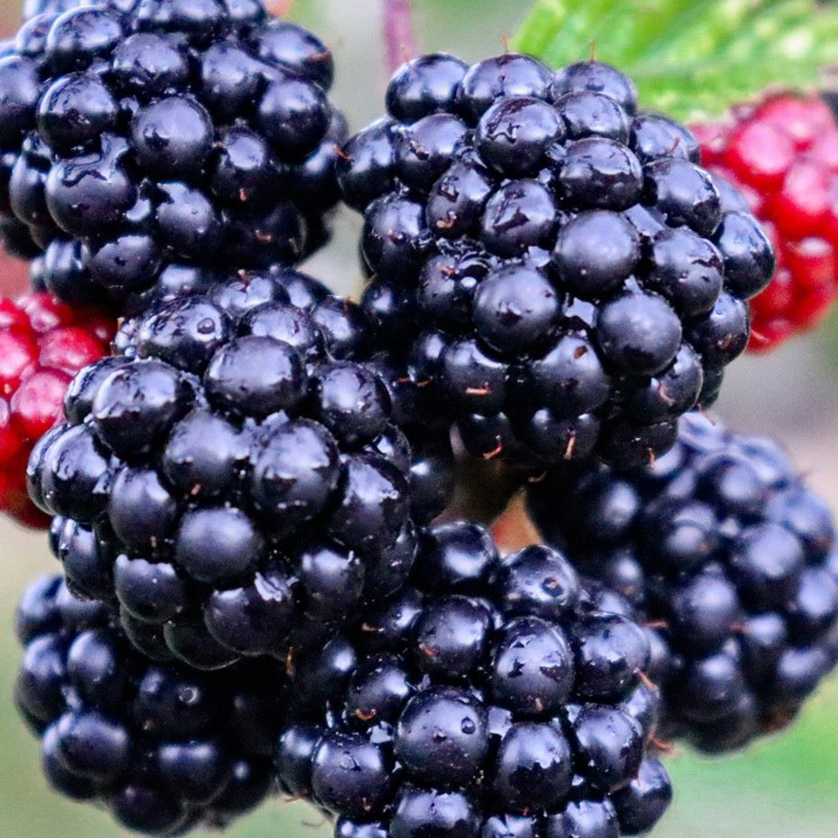 Ripe blackberries