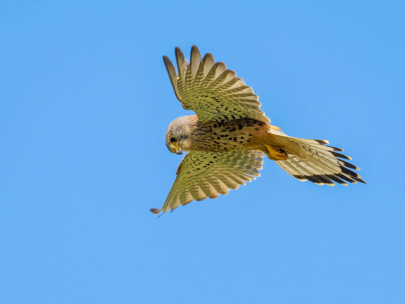 Kestrel in flight