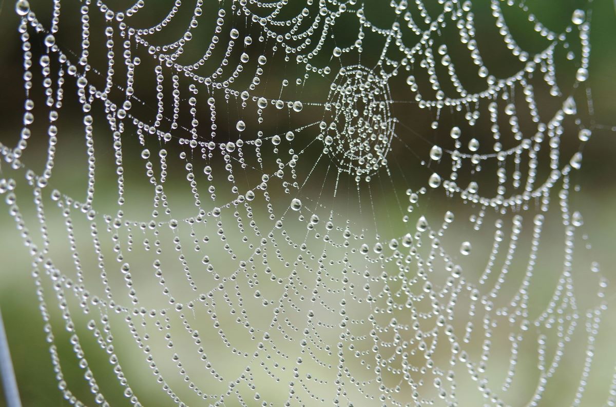 Spider's web covered in dew drops