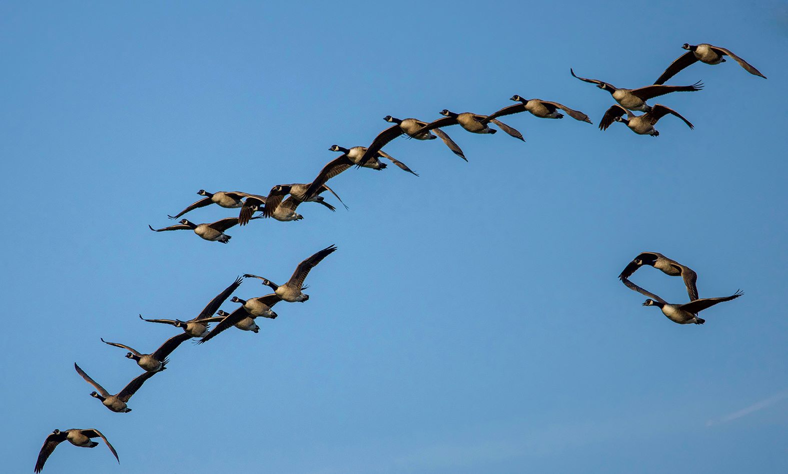 Flock of geese flying in formation