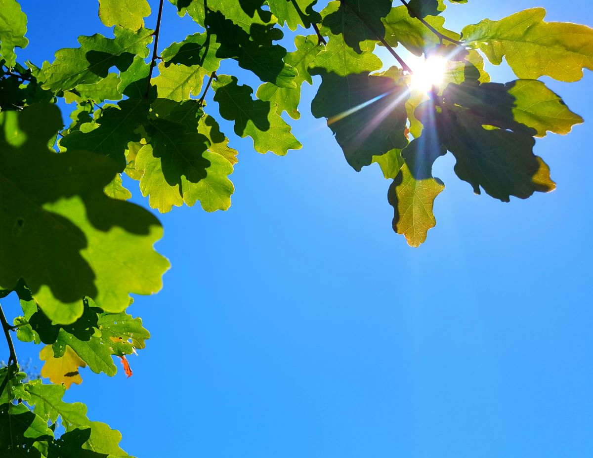 Bright sun shining through green oak leaves